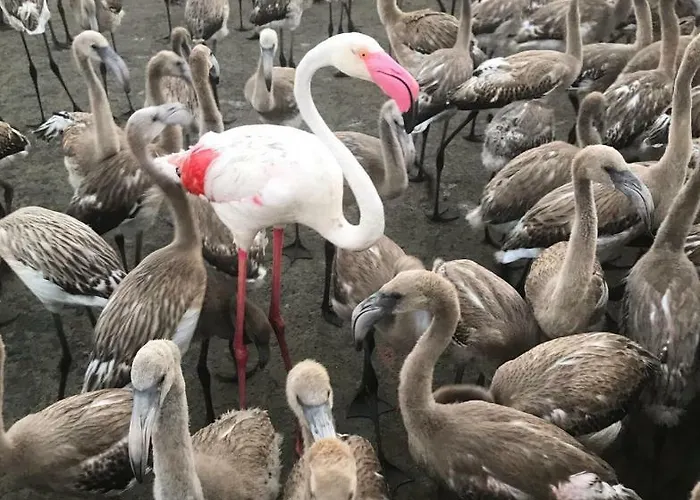 L' Espiga - Летний дом *